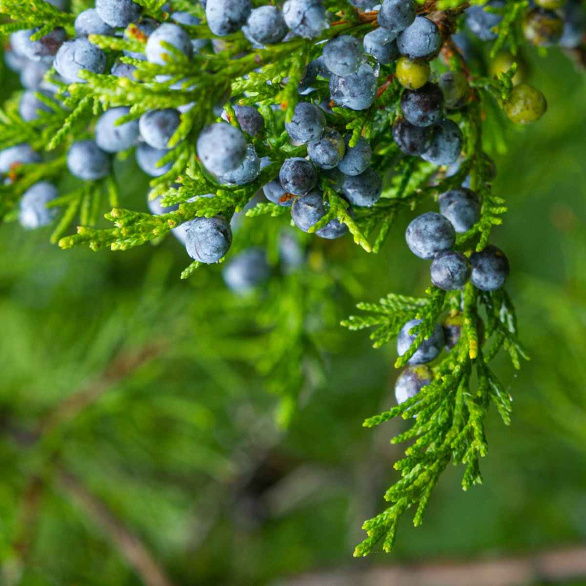 September: Juniper Berries